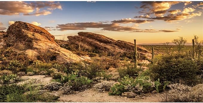 AWERT Reptile Habitat Background Blue Sky Oasis Cactus Sun and Desert Terrarium Background 36x20 inches Durable Polyester Background