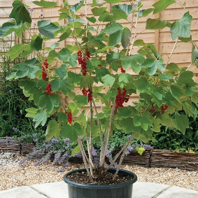 Gardenera Premium Currant Plant Potting Soil Mix - Optimal Nutrient-Rich Blend for Thriving and Juicy Currants - 4 Quart