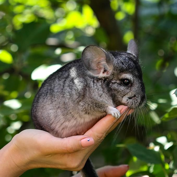 Petpost | Chinchilla Bath Dust for Small Animals - Natural, Pure Cleansing Pumice Sand for Cleaning Degus, Hamsters, & Gerbil 1 lb.