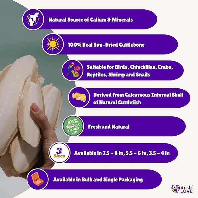 Birds LOVE Natural Cuttlebone | 100% Pure Sun-Dried Calcium Supplement for Birds, Tortoises, Snails & Crabs | Supports Beak & Shell Health | Easy to Chew | 12 Pack, Size 7.5 to 8"