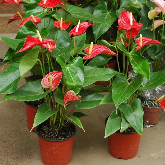 GARDENERA Anthurium Planting Mix - Provide Your Plants with The Best Soil Medium - 4 QUARTS
