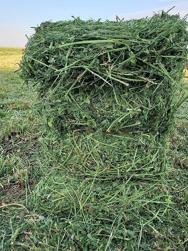 Bunny Honey Organic Alfalfa Hay for Bunnies 12 lb Dim wt/5 lb High-Protein & Calcium, Supports Growth & Dental Health, Fresh & Nutritious