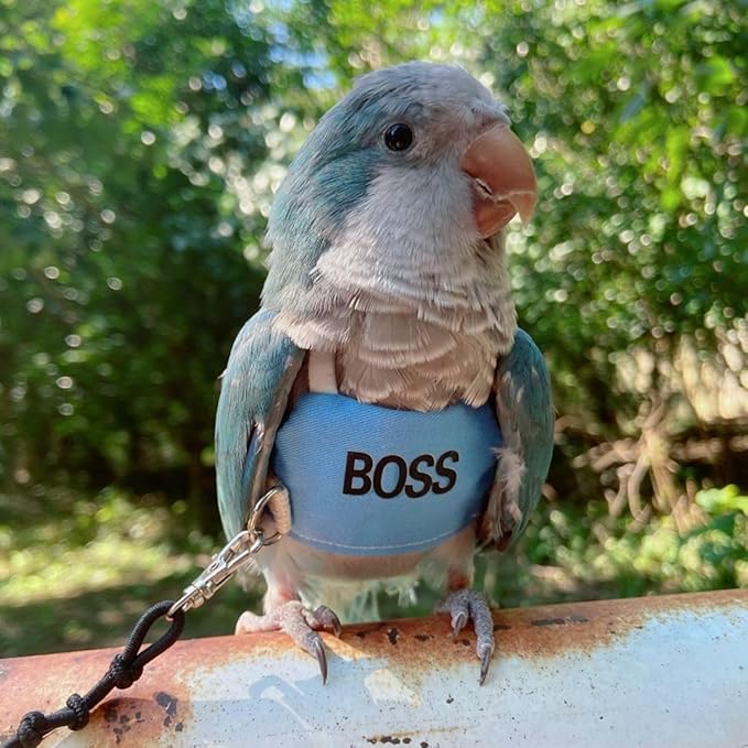 Bird Flight Harness Vest, Parrot Flight Suit with Leash, Bird Flying Clothes with Rope and Handle for Outdoor Activities (M)
