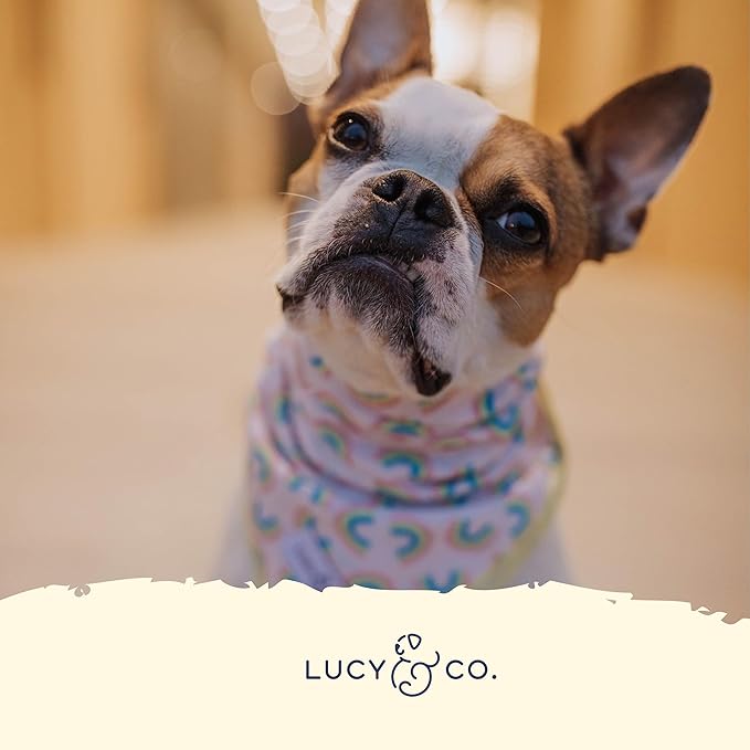 Lucy & Co. Dog Collar - Durable Lightweight Designer Collar for Pets - Adjustable Metal Safety Buckel. (Just Chill Collar).