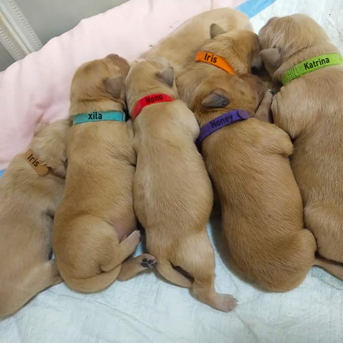 30 Pcs Puppy ID Collar Whelping Newborn Pet Collars Double-Sided Soft Adjustable Identification Collar ID Bands for Newborn Pet Dog Cat 15 Colors