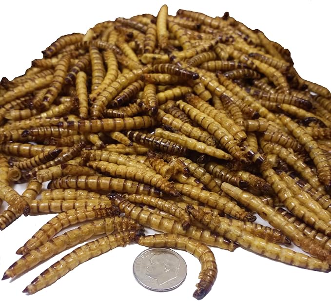Aquatic Foods Inc. Superworms- Freeze Dried Superworms for Tropical Fish, Reptiles, Turtles, Tortoises, Frogs, Hamsters, Birds, Rodents…3oz Small Jar