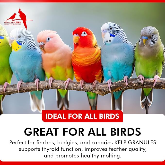 Morning Bird Kelp Granules 3 Oz – Iodine Supplement for Birds – Supports Feather Growth, Molting & Metabolism – Rich in Amino Acids, Trace Minerals & Natural Vitamins – Clean Nutrition for All Birds