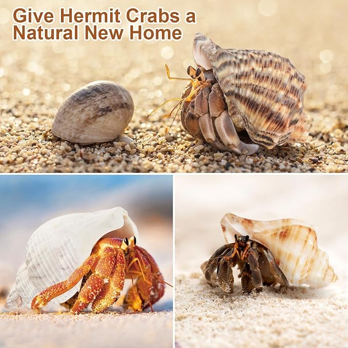 5Pcs Large Hermit Crab Shells Natural Sea Conch Size: 3"-3.5" Turbo Seashells for Hermit Crab Supplies Hermit Crab House for Décor No Paint or Dye