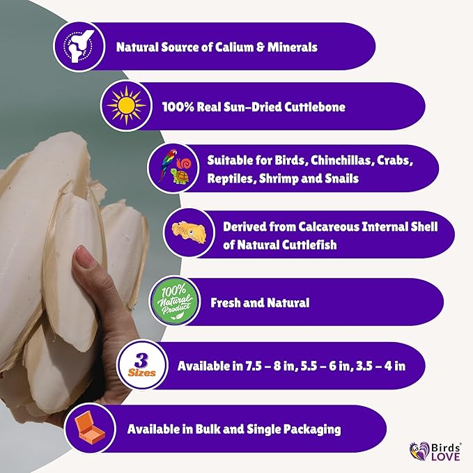Birds LOVE Natural Cuttlebone for Birds & Reptiles – 100% Pure Sun-Dried Calcium Supplement – Supports Beak, Bone & Shell Strength – Safe Daily Use - 2 Pack with Holder, 7.5 to 8"