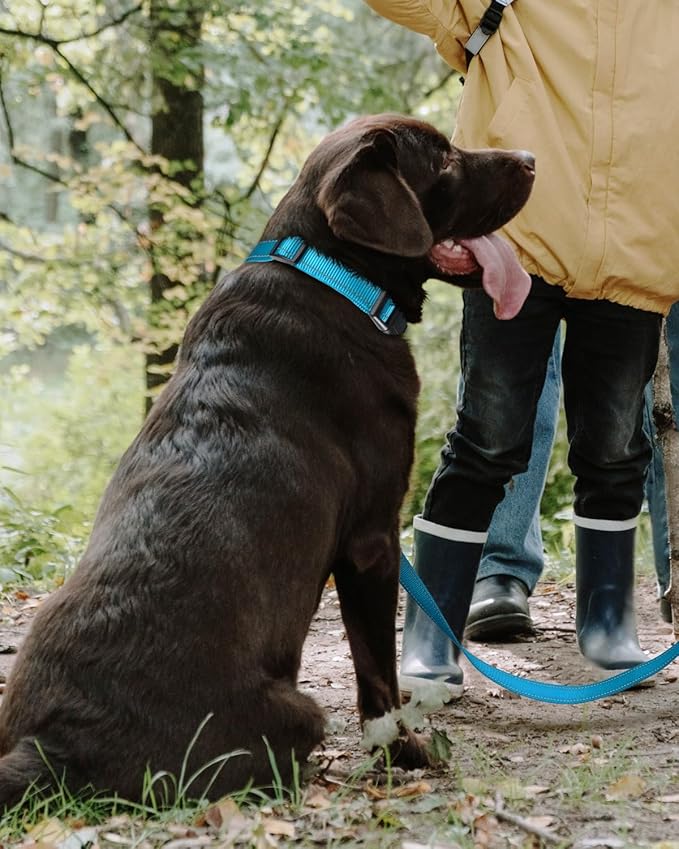 TagME Reflective Nylon Dog Collars, Adjustable Classic Pet Collar with Quick Release Buckle for Extra Large Dogs, Sky Blue, 1¼" Width