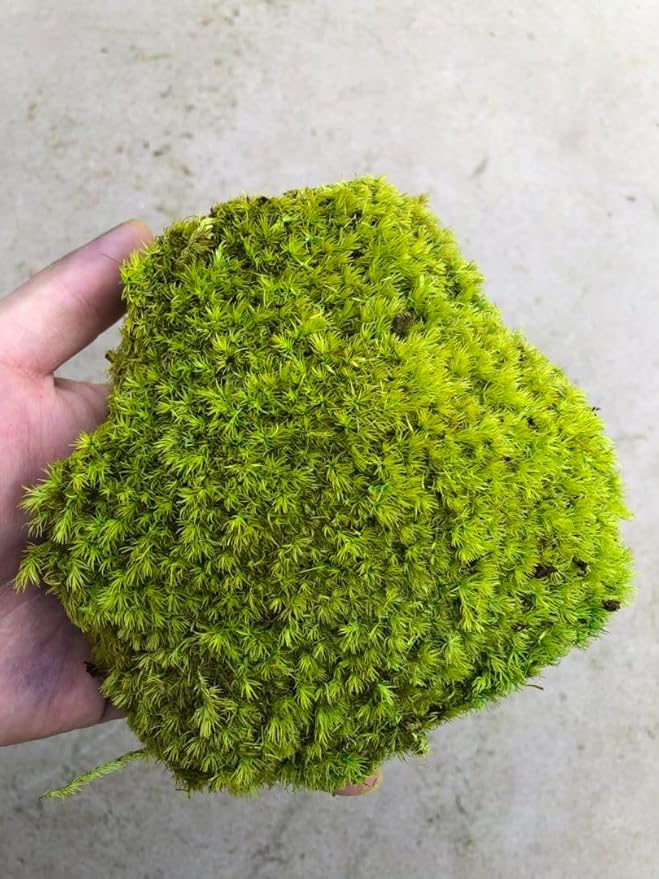 Preserved Pole Moss Pillow Bun Cushion Natural Green Decorative Real Natural Green DIY Kit Gardenning Art Wall Decor Florist Decor Easter Table Decor Wedding(1.5 sq.ft, Green-E)