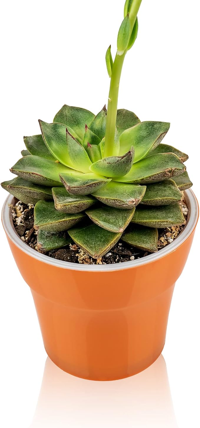 Gardenera Premium Albuca Spiralis Potting Soil Mix - Perfect Balance of Nutrients, Drainage, and Aeration for Thriving Blooms - 3 Quart