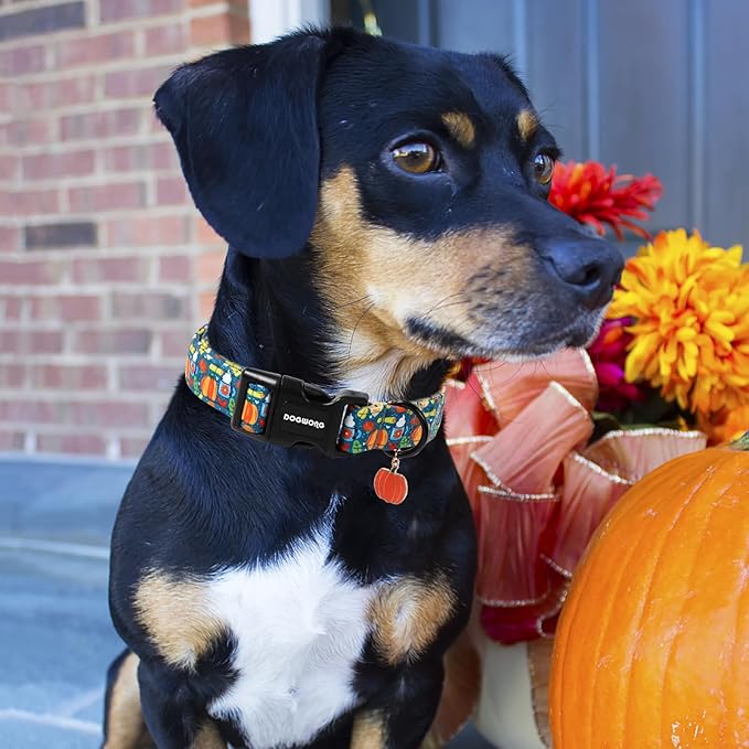 DOGWONG Fall Pumpkin Dog Collar, Fall Maple Leaf Dog Collars Adjustable Halloween Pumpkin Dog Collars for Small Medium Large Dogs S