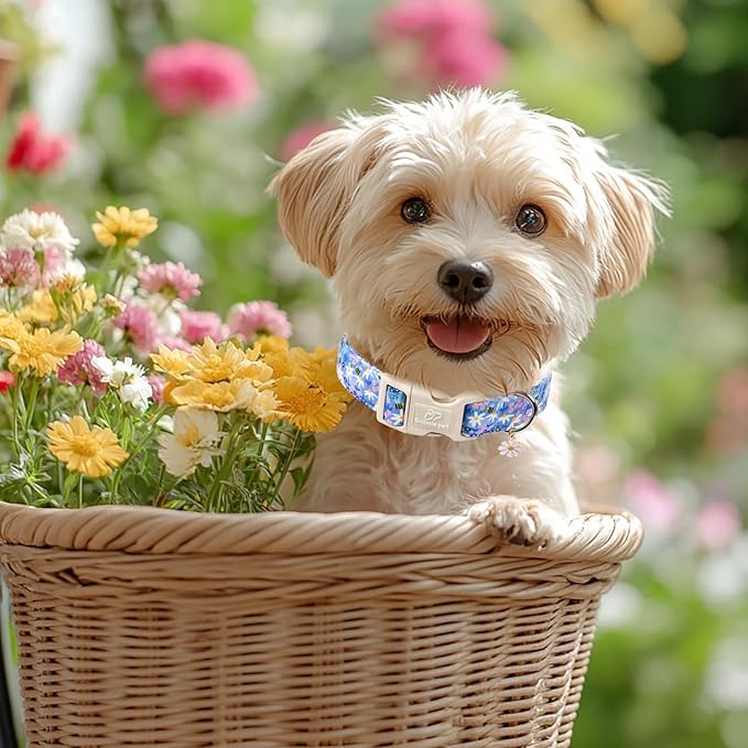 Floral Dog Collar for Small Dogs - Cute Spring Dog Collars, Soft Lightweight Bee & Daisy Puppy Collar, Breathable Adjustable Male Female Blue Wildflowers Dogs Collars S