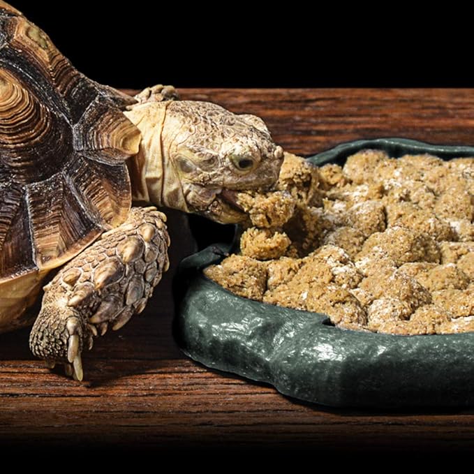 SLSON Small Reptile Feeder Terraium Bowl Plastic Shallow Reptile Feeder for Food and Water Feeding Dish for Lizard Gecko Junior Bearded Dragon,Small Green
