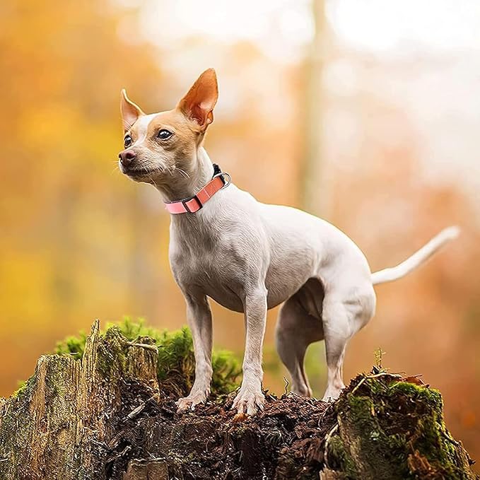 Roses&Poetry Reflective Dog Collar with Gradient Mistyrose, Adjustable Durable Pet Collars for Small Medium Large Dogs (Mistyrose-S)