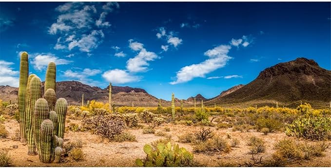 AWERT 24x12 inches Reptile Habitat Background Blue Sky Oasis Cactus Desert Terrarium Background Vinyl