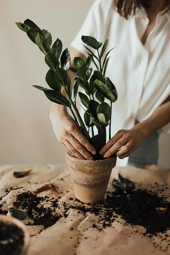 Gardenera Zamioculcas Potting Mix - Promote Strong Roots and Captivating Foliage with Our Premium Blend - 4 QUART