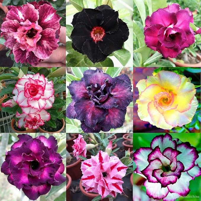 Gardenera Desert Rose Planting Mix - Provide Your Adenium with an Ideal Growing Environment - 4 QUARTS