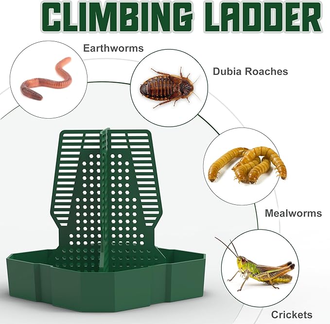 Chameleon Feeding Bowl for Reptile Terrarium, Climbable Design for Reptile to Hunt, Suitable for Feeding Lizards, Bearded Dragons, Geckos, Guardians, Frogs, Green, Large