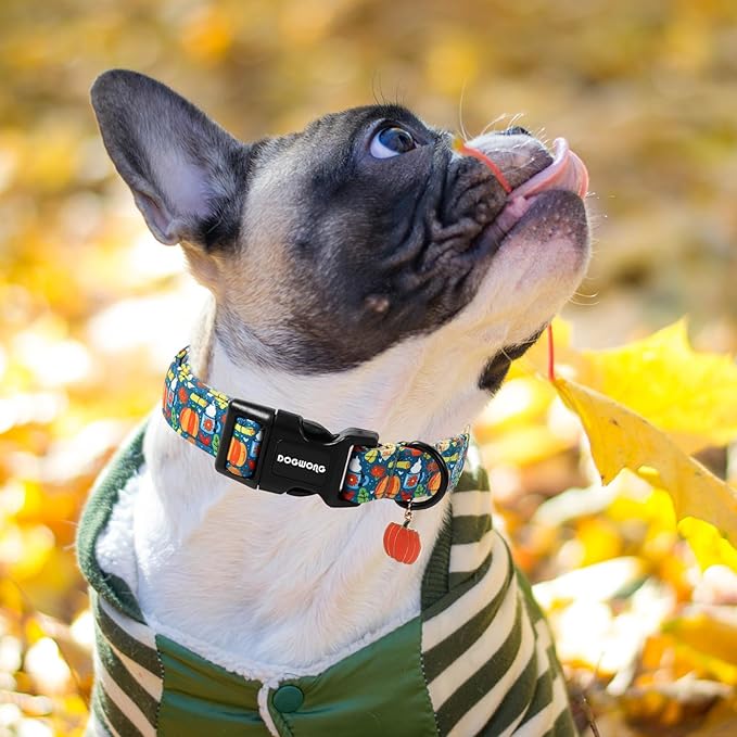 DOGWONG Fall Pumpkin Dog Collar, Fall Maple Leaf Dog Collars Adjustable Halloween Pumpkin Dog Collars for Small Medium Large Dogs M