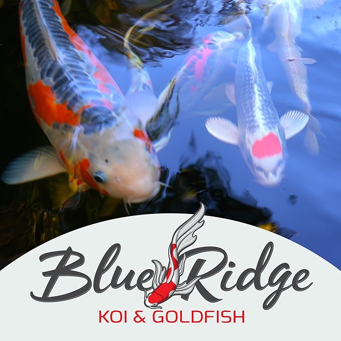Blue Ridge Koi Fish Food 14lb Bucket - Cool Water Wheat 3/16", Fall and Winter Floating Pond Pellets, Ponds Fish Food