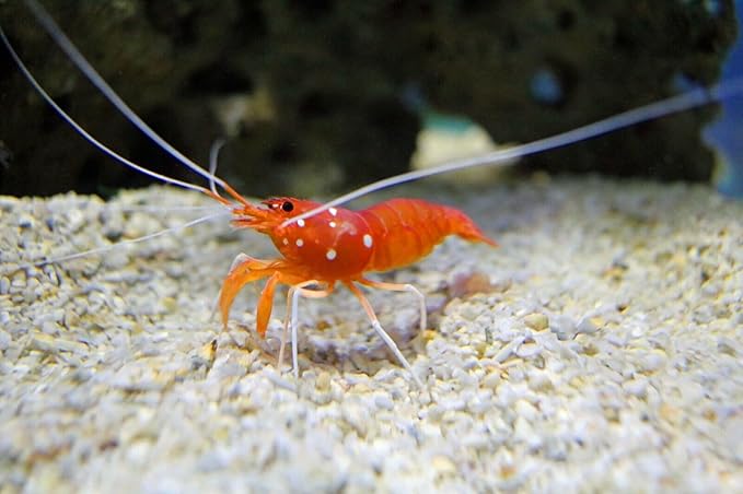 Aquatic Foods Inc. 8mm - 1/3" Brine Shrimp & Red Algae Color Enhancing Sinking Wafers for Shrimp, Snails, Crabs, Plecos, Catfish. Bottom and All Tropical Fish...WL 2-lbs Med Jar