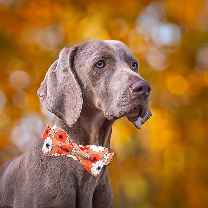 Fall Dog Collar, Pet Collar Bow Floral Pet Collar Girl Boy Holiday Pet Collars Gift Bow Cute Soft Puppy Collar for X-Large