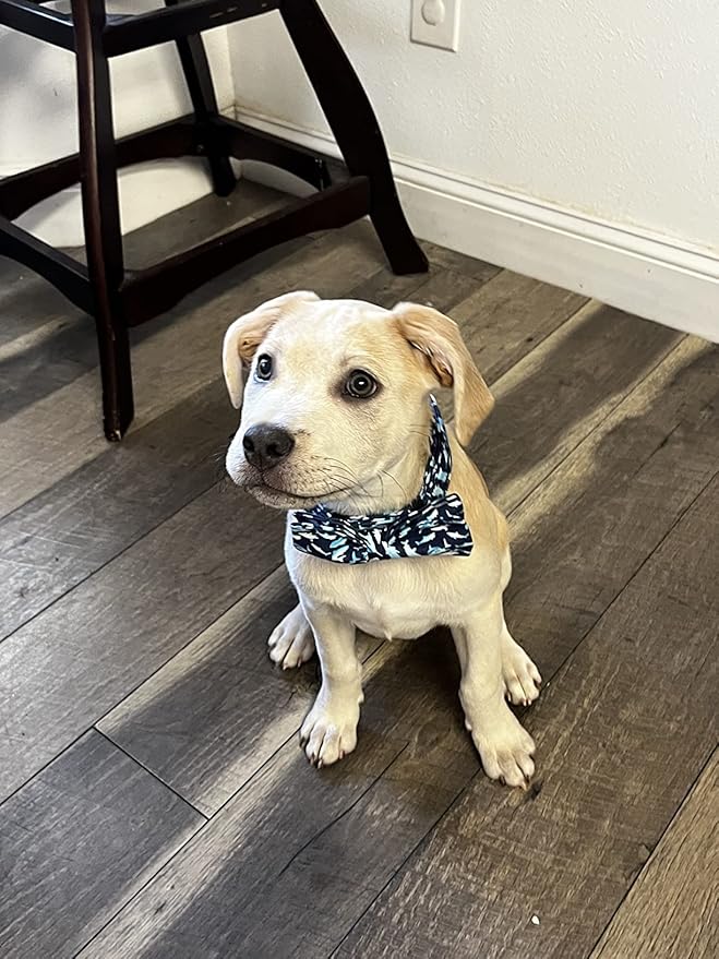 Elegant Little Tail Bowtie Collar for X-Small Puppy and Cat - Shark Print, Adjustable