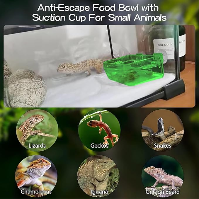 Tfwadmx 2 Pcs Reptile Feeder Chameleon Bowl Water Dish with Suction Cup Gecko Worm Feeder Anti-Escape Chameleon Supplies Accessories for Iguana Lizard Bearded Dragon Snakes （Green,L）