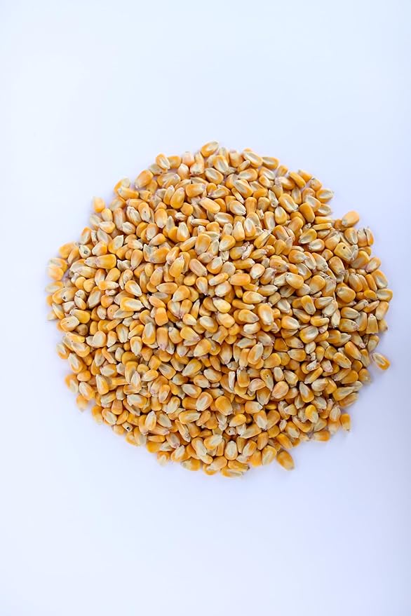 Single A Corn©️: Premium Dried and Shelled Whole Kernel Corn 21 lbs - Perfect Feed for Birds, Deer, and Other Wildlife- This Season's Corn!