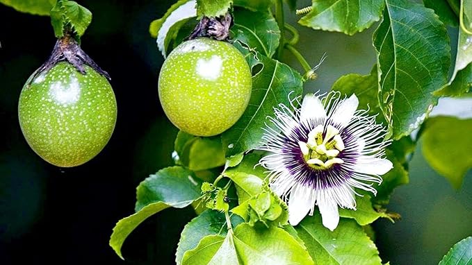GARDENERA Premium Passion Fruit Potting Soil Mix - Perfect Balance of Nutrients, Drainage, and Aeration for Thriving Passion Fruit Vines - 5 Quart