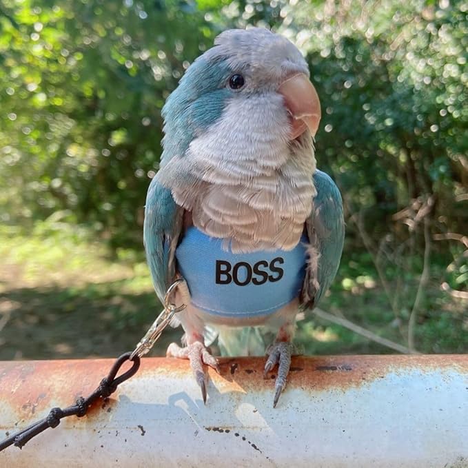 Bird Flight Harness Vest, Parrot Flight Suit with Leash, Bird Flying Clothes with Rope and Handle for Outdoor Activities (M)