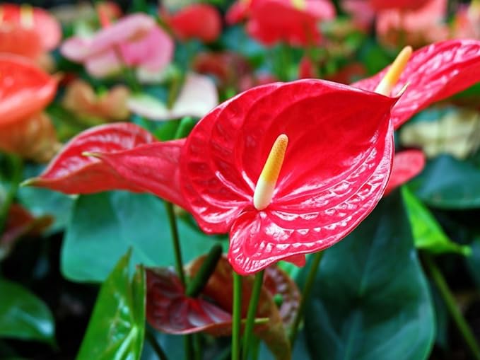 GARDENERA Anthurium Planting Mix - Provide Your Plants with The Best Soil Medium - 4 QUARTS