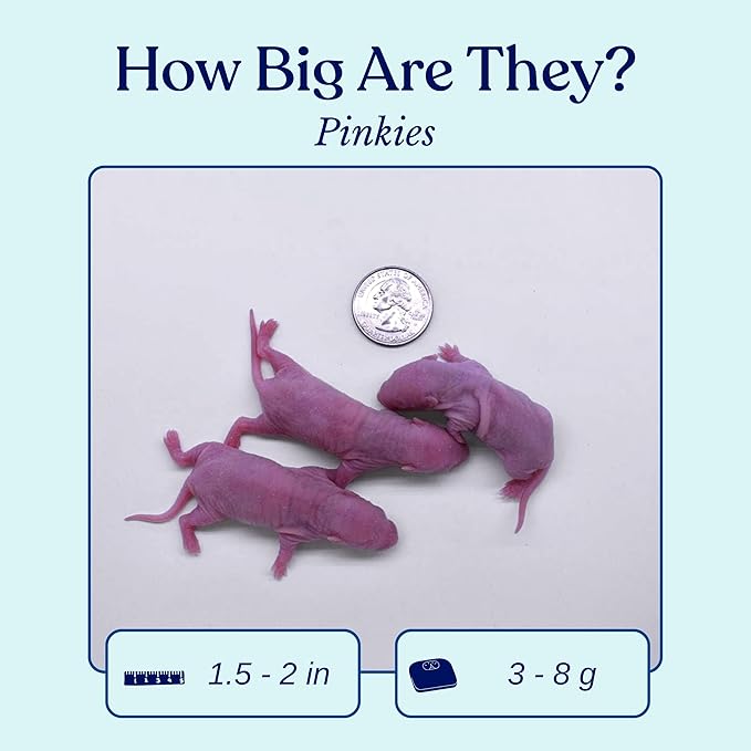 MiceDirect Frozen Pinkie Rat Food for Corn, Rat, King Snakes & Other repitles. (125 Count)
