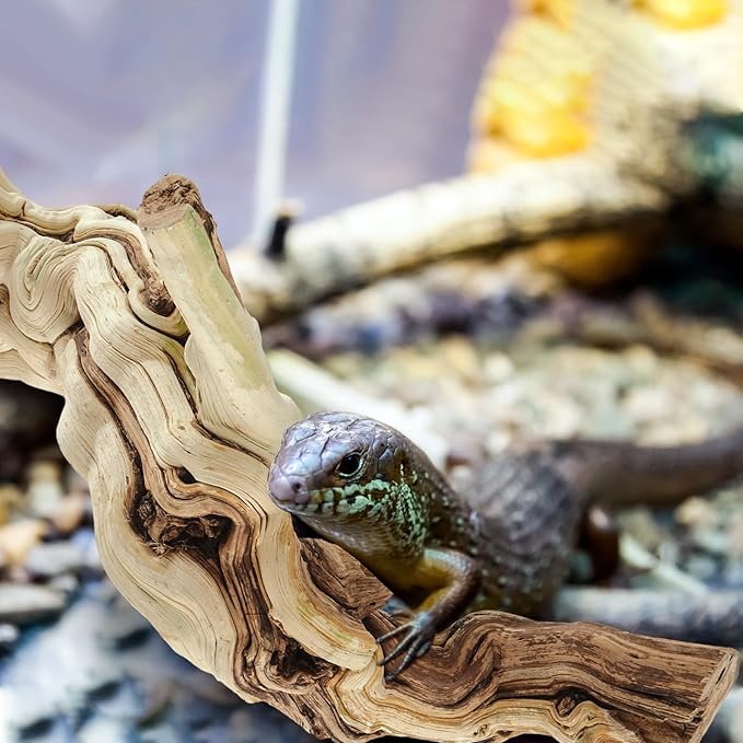 Janinka 10-12" Length Large Wood Reptile Branch for Bearded Dragon Driftwood Reptile Climbing Habitat Decoration for Terrarium Tree Trunk Ornament Gecko Frog Chameleon Spider