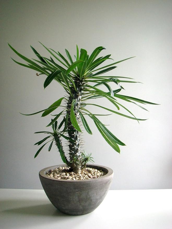 Gardenera Madagascar Palm Potting Mix - Promote Strong Roots and Captivating Form with Our Premium Blend - 4 Quart