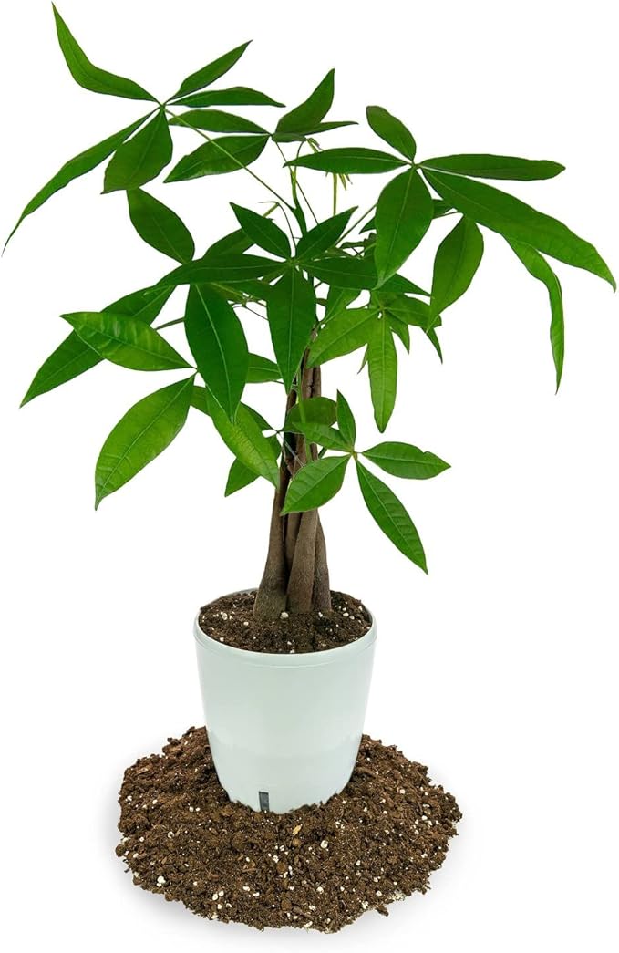 GARDENERA Money Tree Potting Soil Mix for Planting or Repotting Guiana Chestnut, Soil Blended to Properly Grow Money Tree Plants (4 Quart Bag)