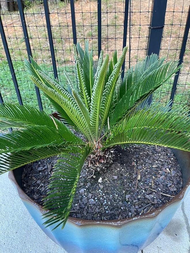 Gardenera SOGO Palm Potting Mix - Unlock Robust Growth and Striking Form with Our High-Performance Formula - 20 Quart