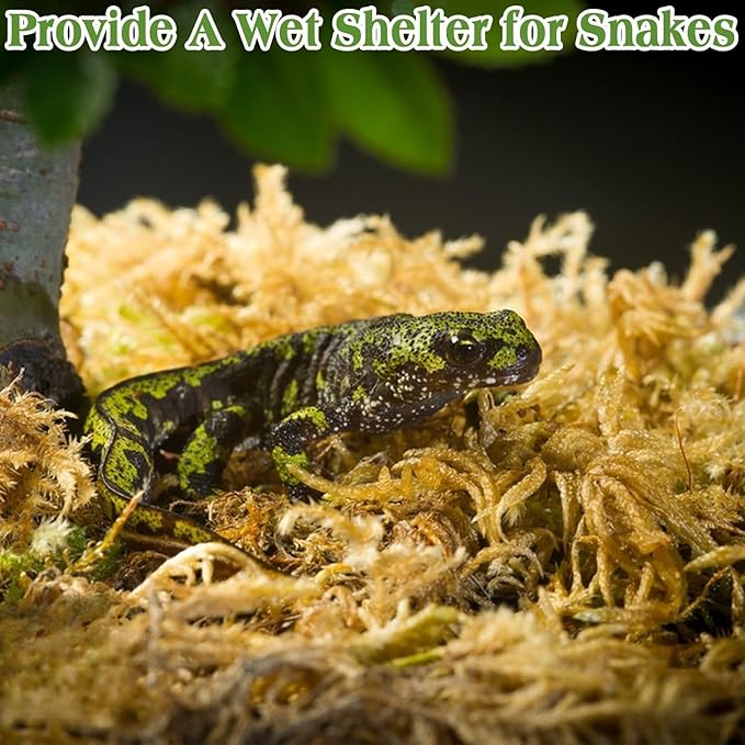 Halatool 3.5OZ Natural Sphagnum Moss for Reptiles Premium Reptile Moss Ideal Terrarium Moss for Box Turtles Hermit Crabs Leopard Gecko Snakes and Hamsters Enclosure