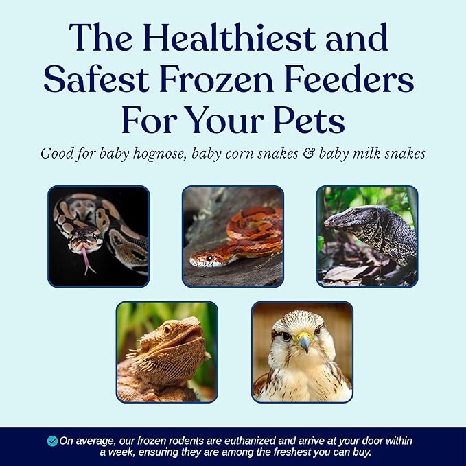 MiceDirect Frozen Mice Small Pinkie Feeders Snake Food for Corn Snakes Ball Pythons Lizards (.5-1 inch) (125 Count)