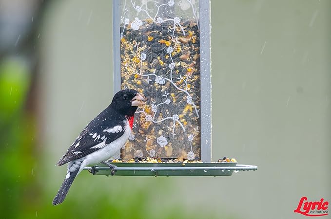 Lyric Supreme Wild Bird Seed - Wild Bird Food Mix with Nuts & Sunflower Seeds for Outside Feeders - Attracts Many Beautiful Songbirds - 20 lb bag