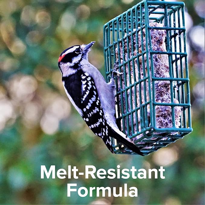 Blue Seal Cherry Suet Cakes for Wild Birds - No Mess Suet Feed, Food for Woodpeckers, Cardinals, Siskins, Sparrows & More - 11oz Suet Feeder, Bird Seed Cakes (Pack of 12)