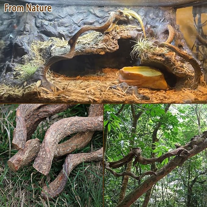 BNOSDM Reptile Forest Climbing Branch Decor Crested Gecko Climb Wood Natural Branches Tree for Snake Frog Chameleon Spider Bearded Dragon Terrarium Habitat Tank Accessories,3PCS
