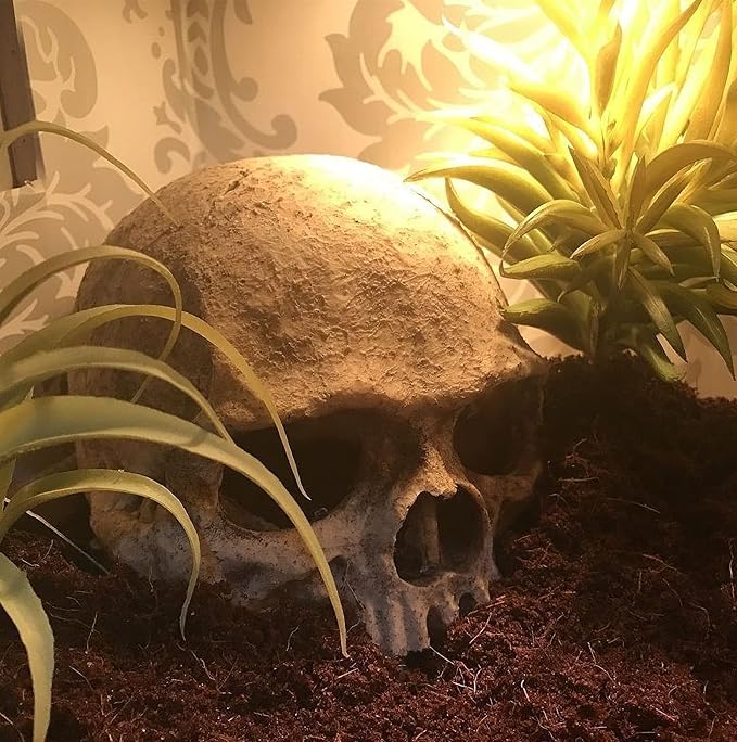 Desert Reptile Skull Fish Tank Decorations - Bearded Dragon Accessories, Snake Tank Decor (Human + Dinosaur)