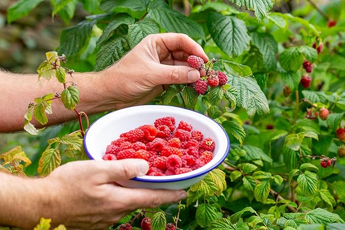 Gardenera Premium Raspberry Potting Soil Mix - Optimal Blend for Thriving and Juicy Berries - 2 Quart