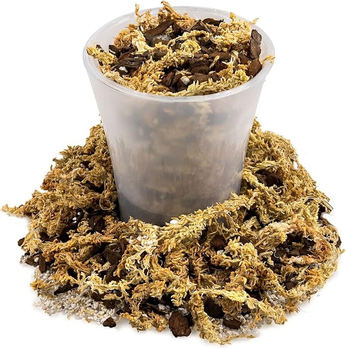 GARDENERA Premium Preserved Reindeer Moss for Potted Plants, Terrariums, Fairy Gardens, Arts and Crafts or Floral Decor Design in Natural (2 Quart Bag)