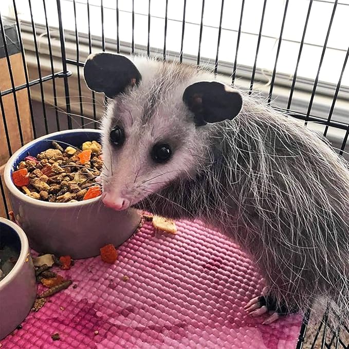 Exotic Nutrition Opossum Complete - Nutritionally Complete Healthy Pellet Diet - Food for Short-Tailed & Virginia Opossums (1 lb.) (Pack of 2)