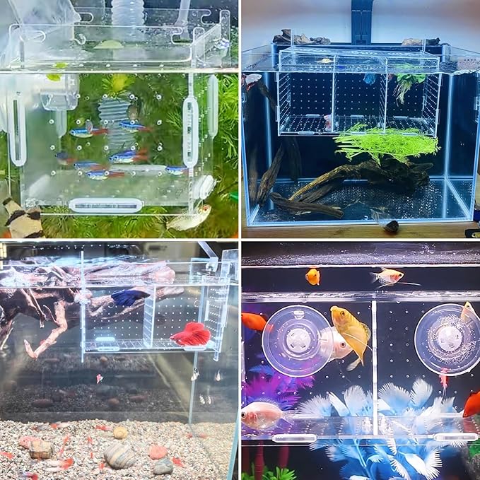PINVNBY Acrylic Fish Breeding Box，Guppy breeding Box Acrylic Fish Isolation Box Aquarium Incubator with Suction Cups for Guppy Shrimp Small Baby Fishes（3.9 x 3.9 x11.8 in）