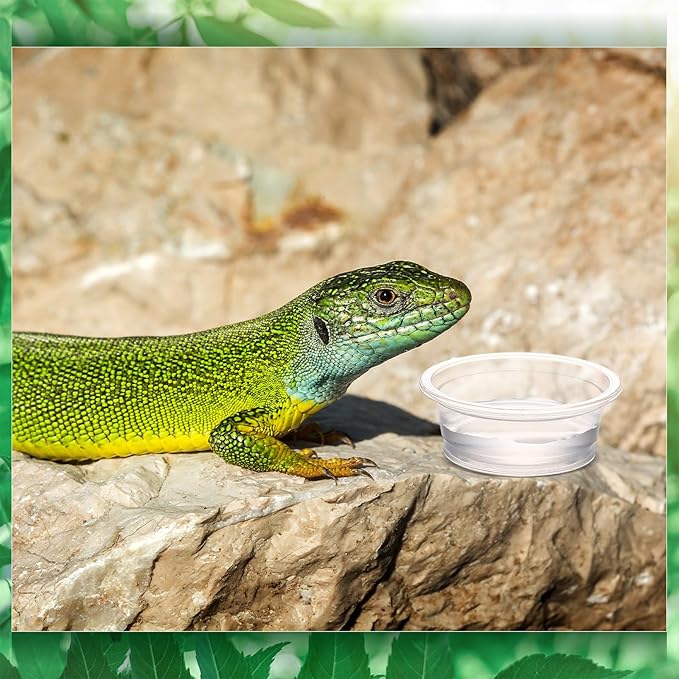 Maxcheck 1000 Pcs 0.5 oz Gecko Feeding Cups Small Gecko Food and Water Cups Reptile Feeding Bowls Plastic Bearded Dragon Food Bowl for Lizard Small Pet Ledge Accessories (Transparent)